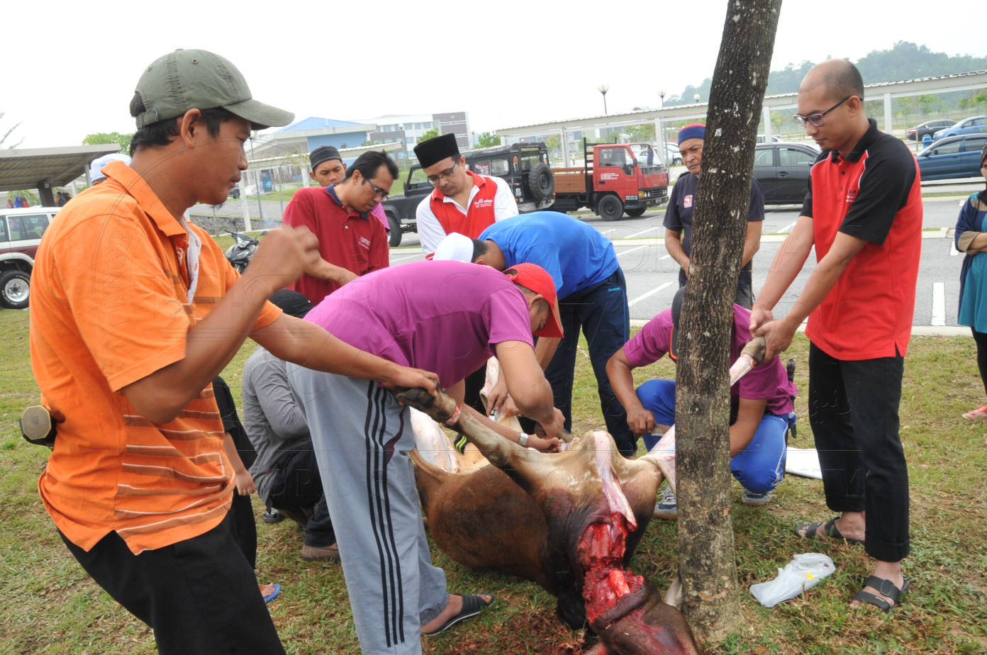 PRO15 150 KORBAN HAS 6811